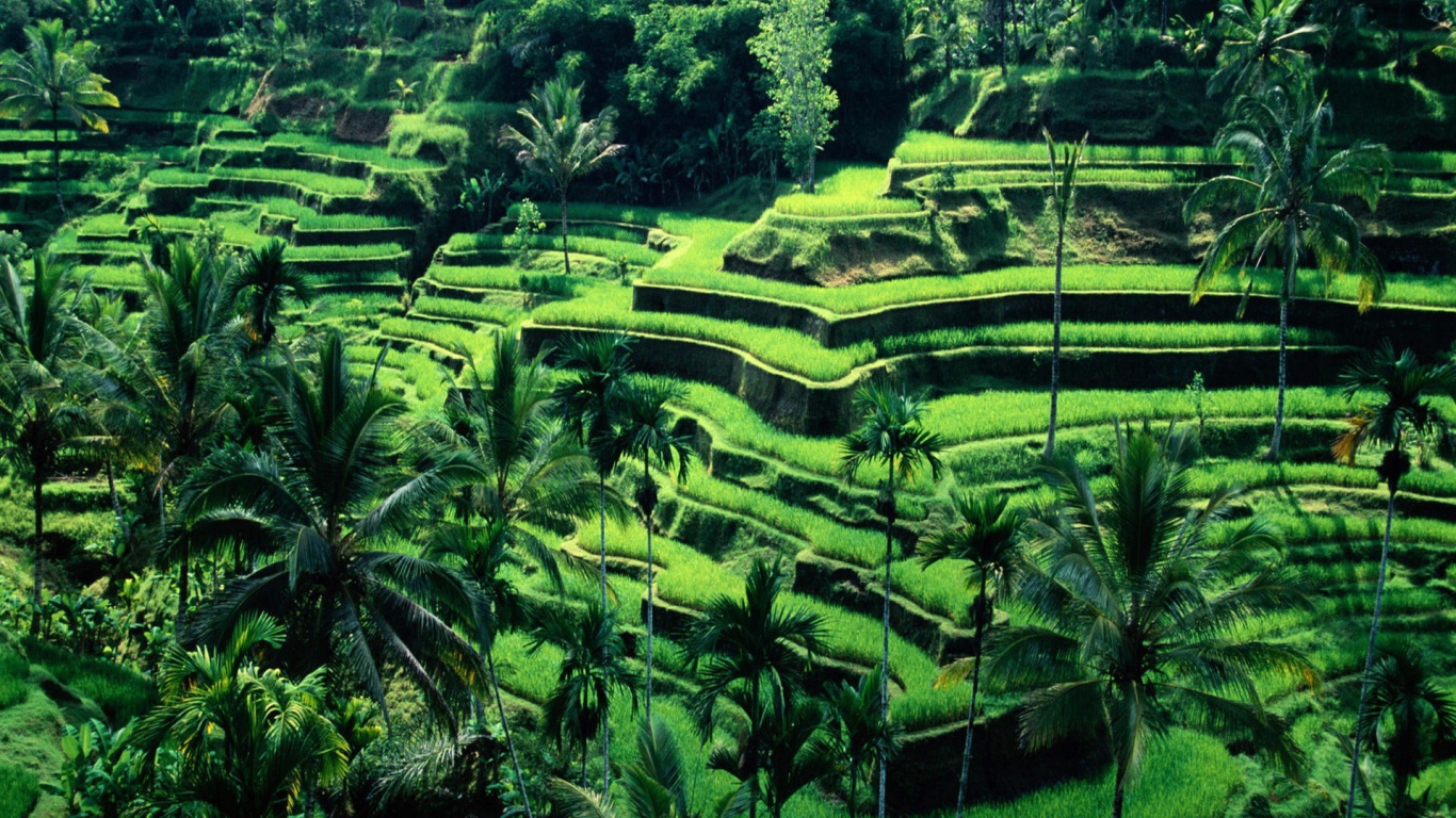 Рисовые поля на террасах