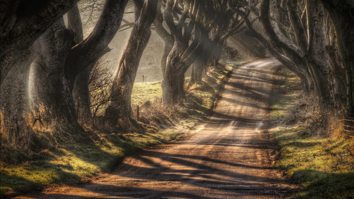 Дорога в окружении старых деревьев