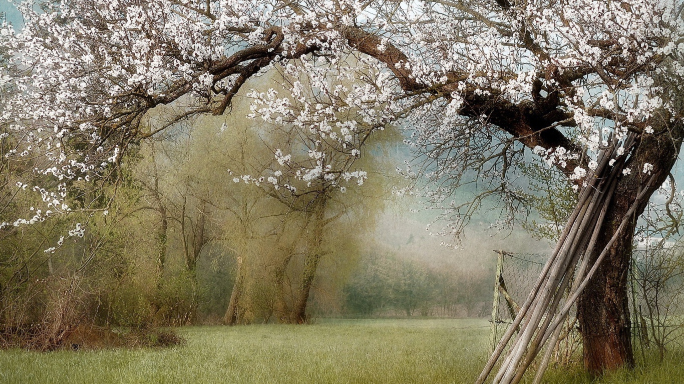 Палки у ствола цветущего дерева