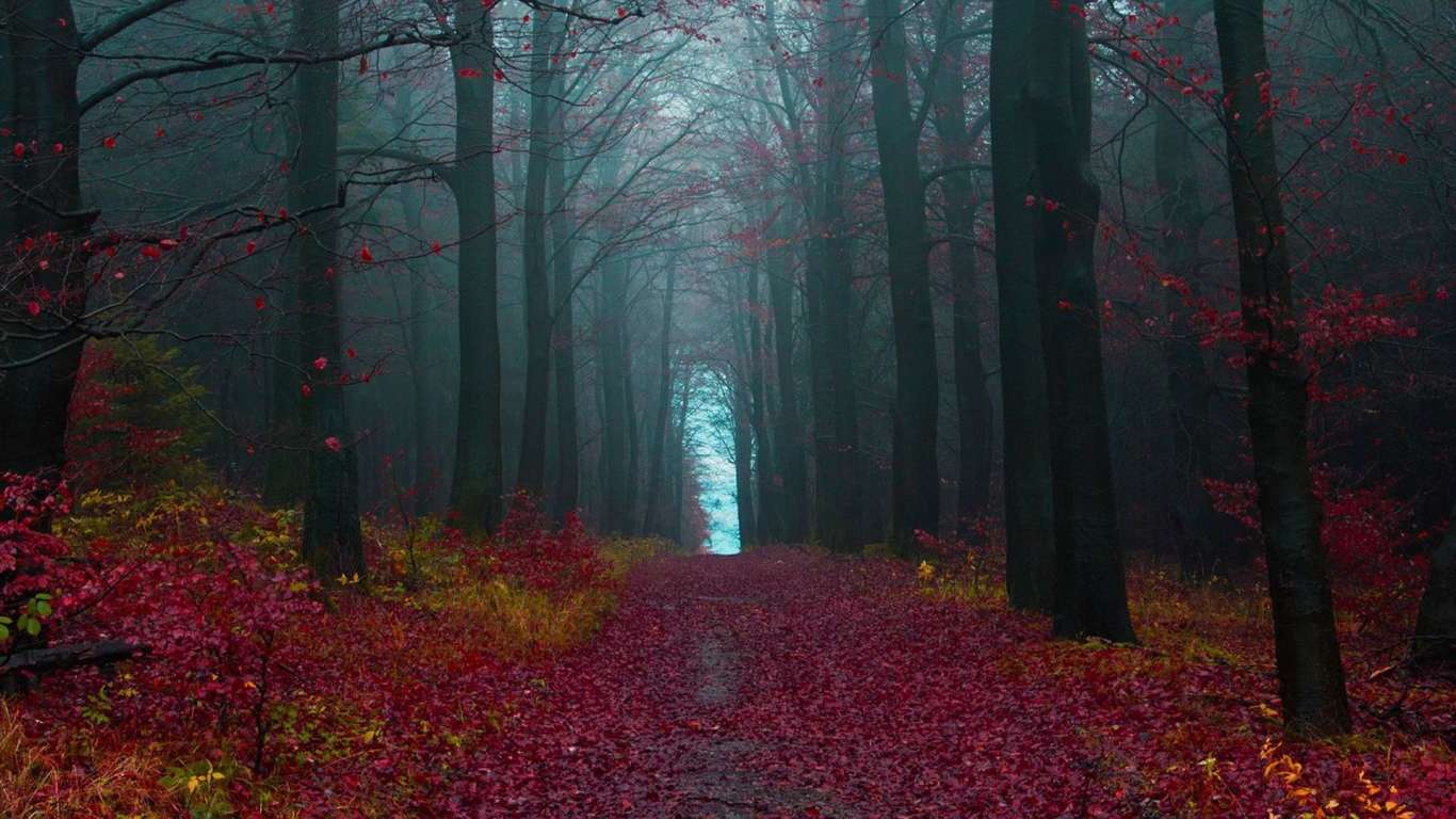 The path in the woods covered with red leaves