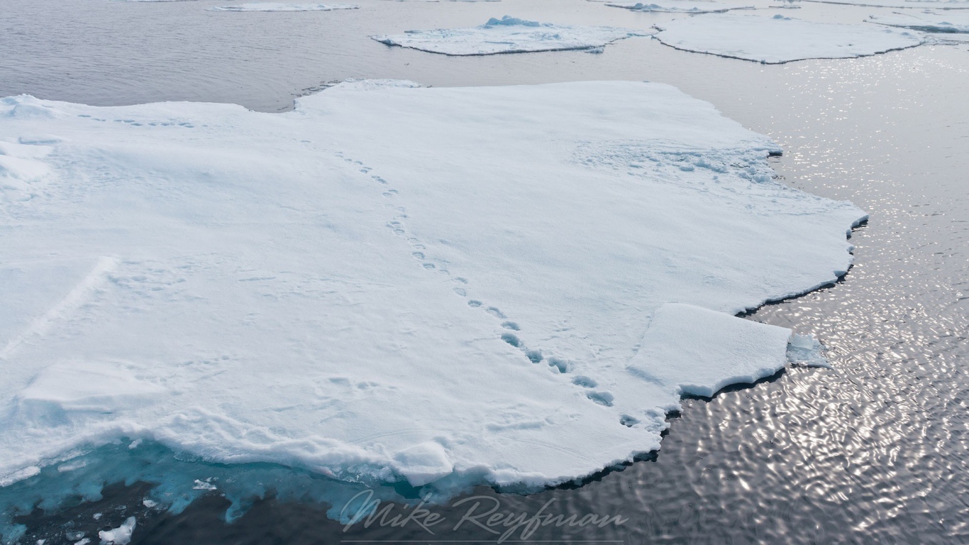 Следы зверей на отколовшихся льдинах