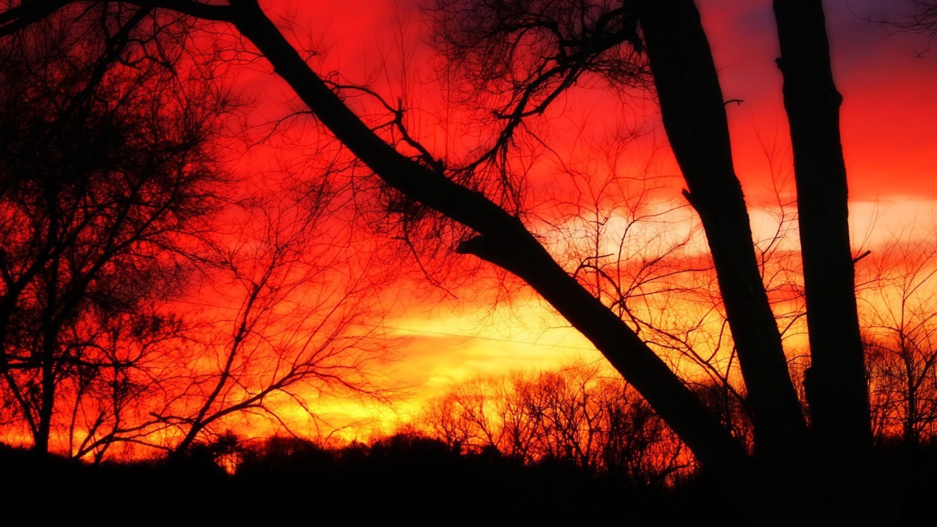 Деревья на фоне огня