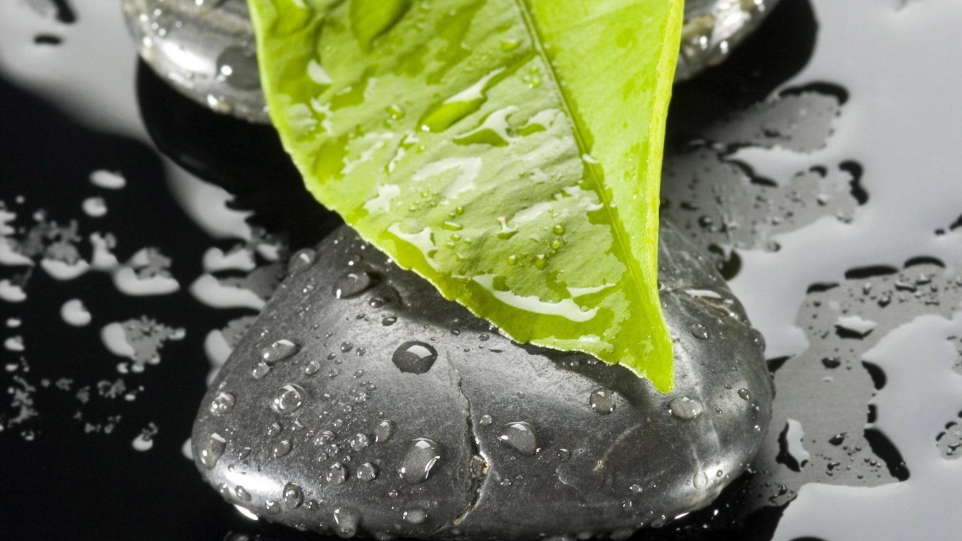 Мокрый лист на мокром черном камне