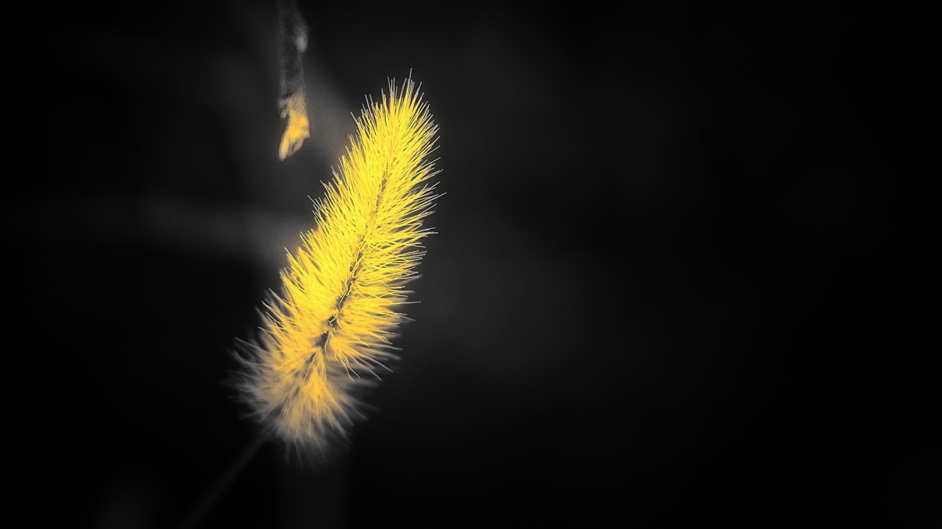 Желтый мохнатый колосок на черном фоне