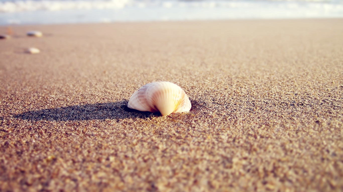 Ракушка в песке пляжа