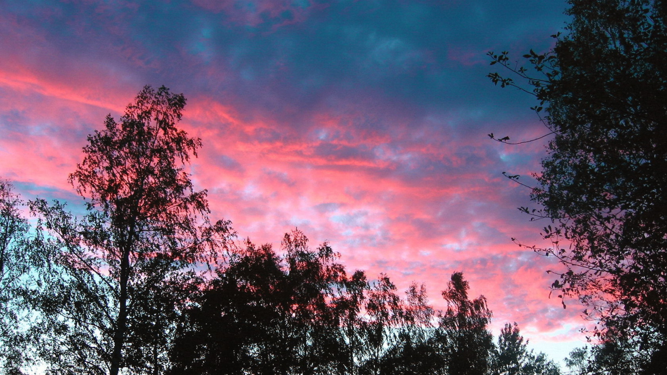 Розовые облака над деревьями