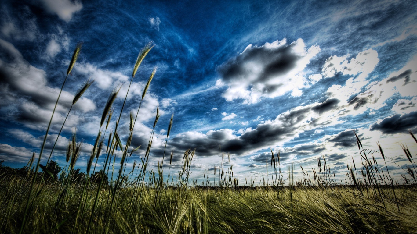 Колоски пшеницы под облаком