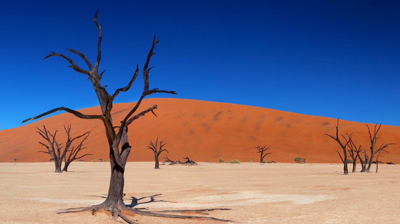 Мертвые деревья в пустыне