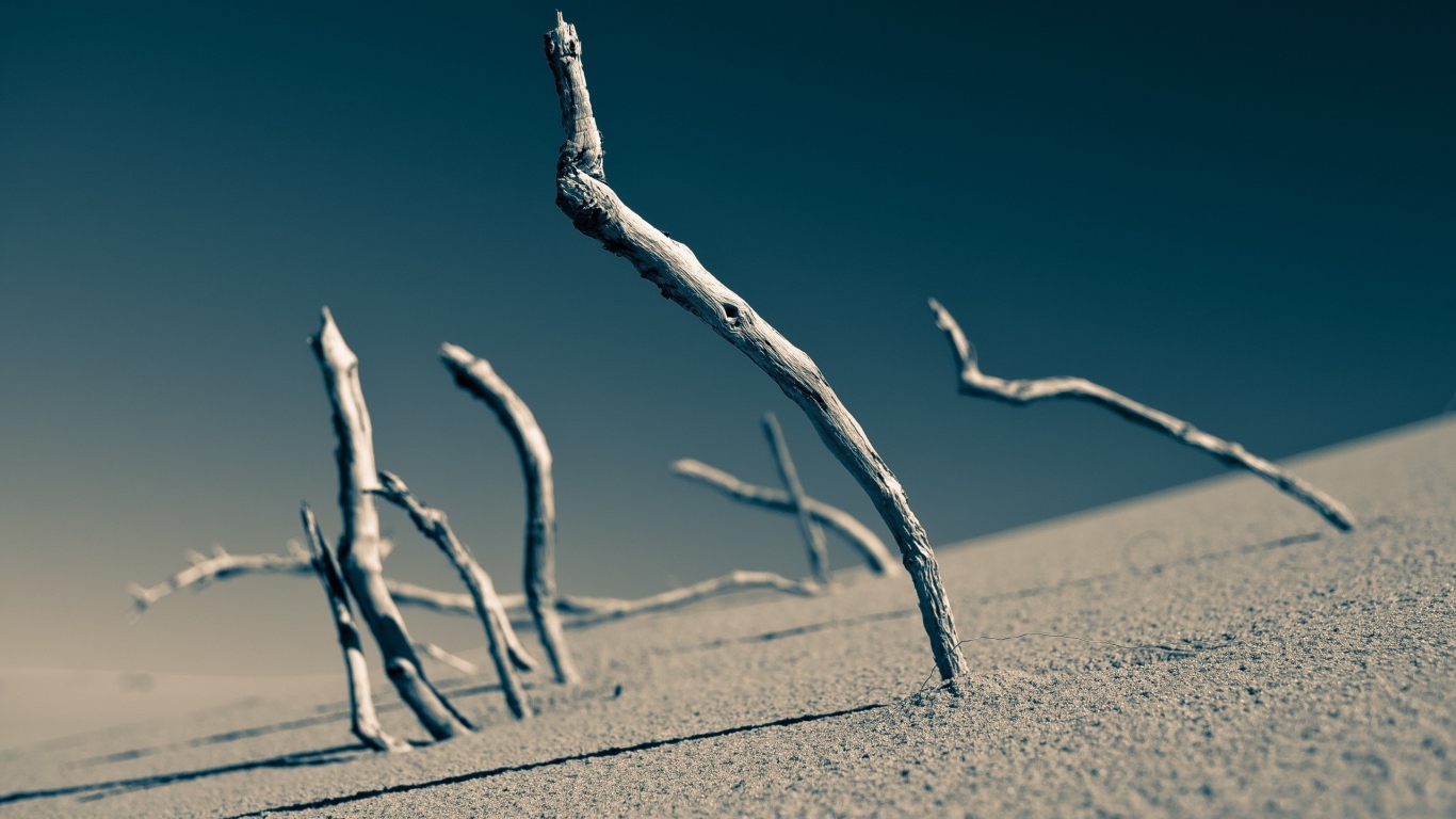 Сухие ветки торчат в песке