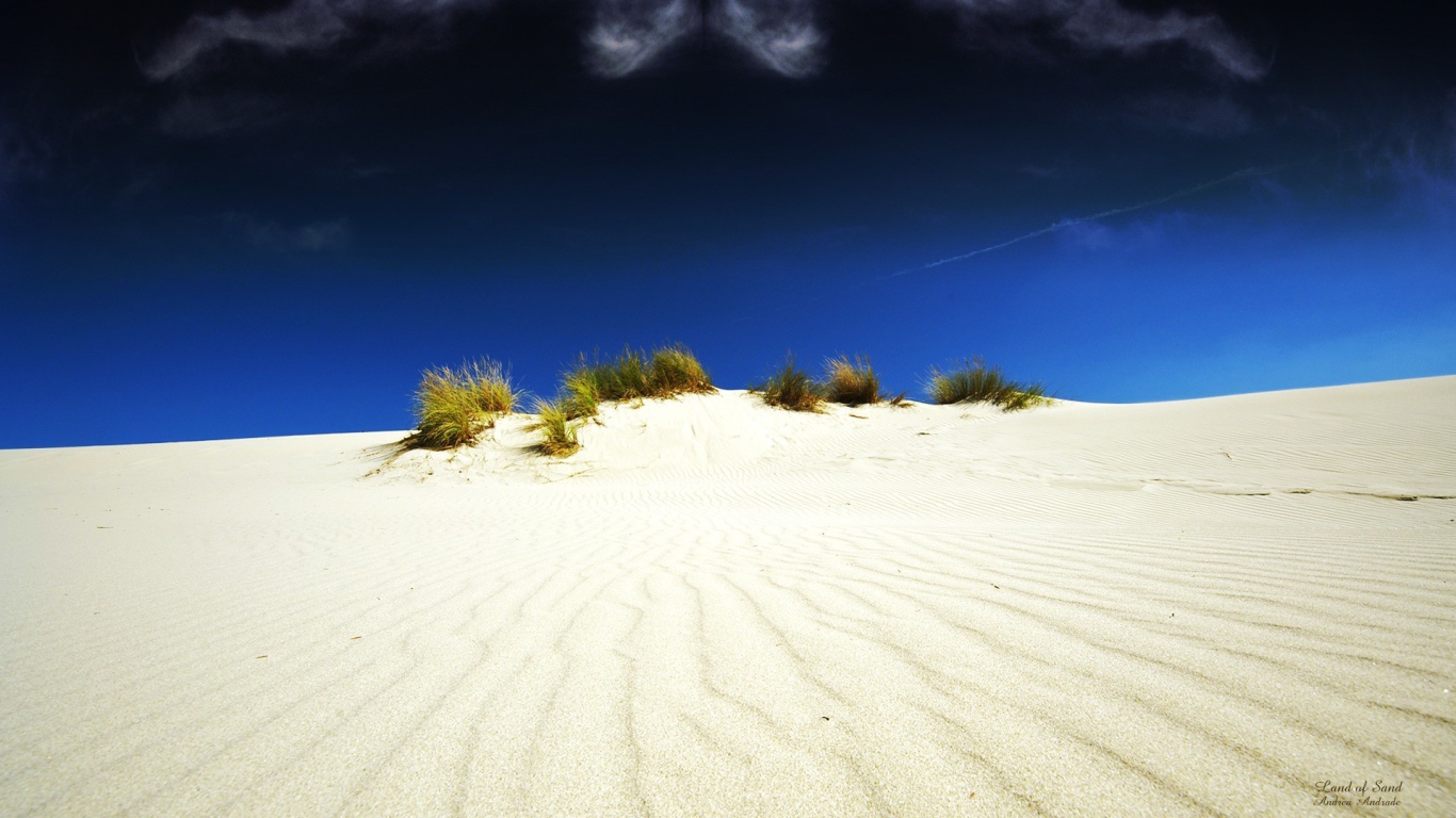 Растительность в белой пустыне