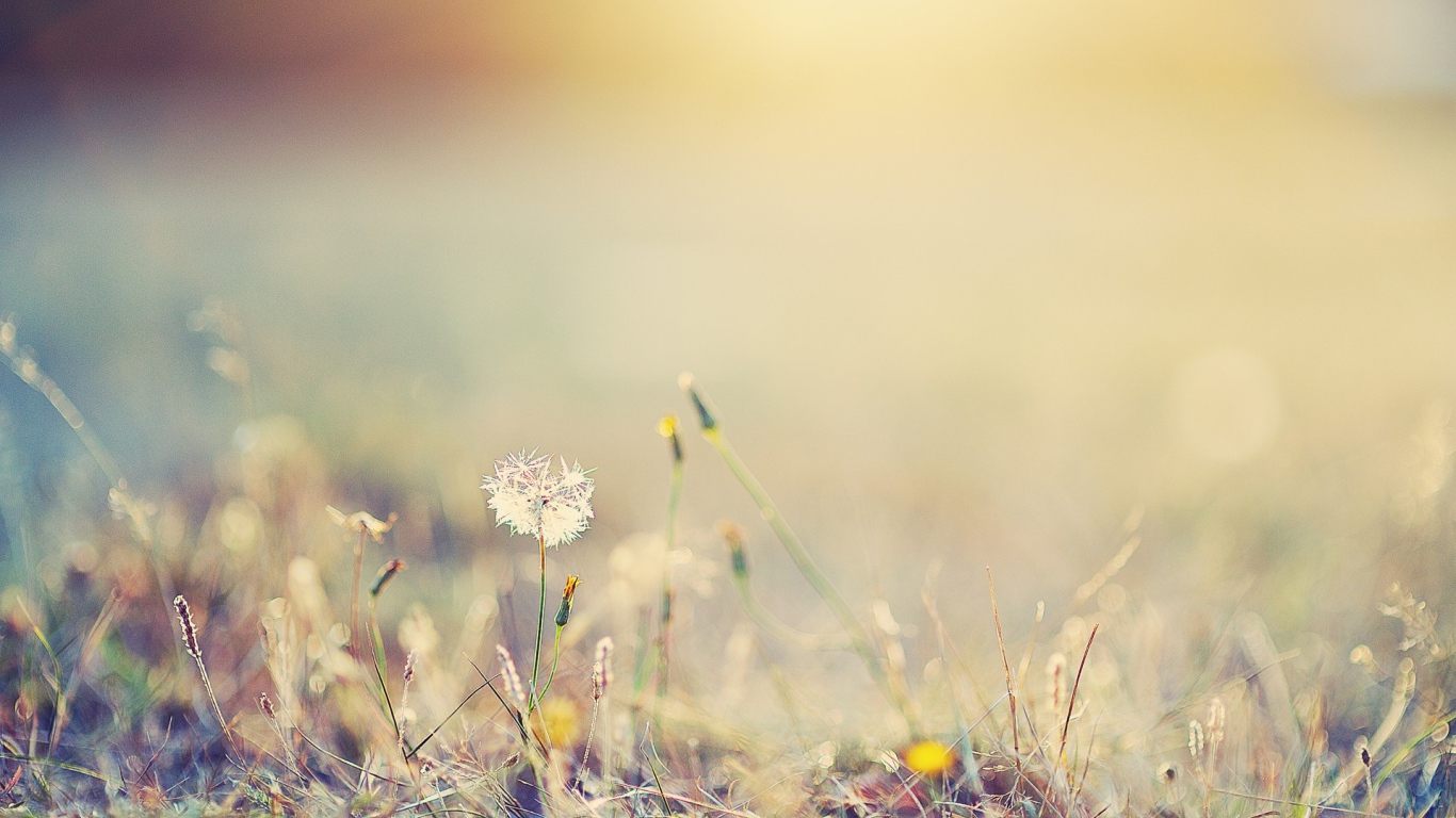 Одинокий одуванчик в поле