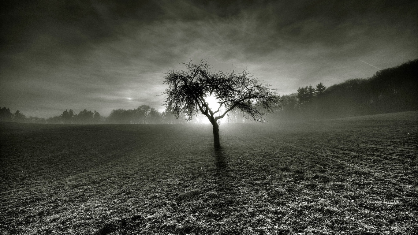 Мертвое дерево посреди серого поля