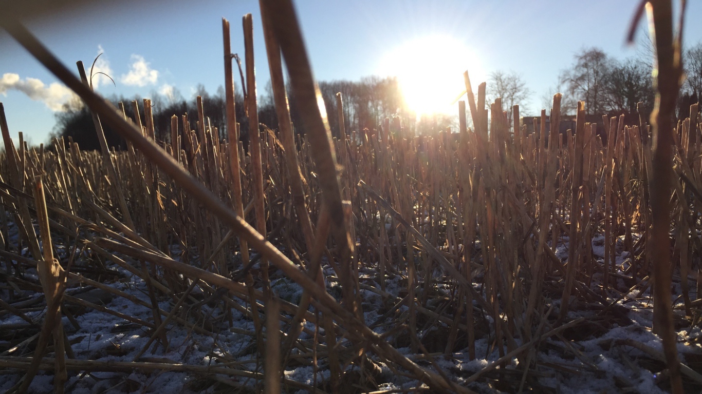 Первый снег на убранном поле