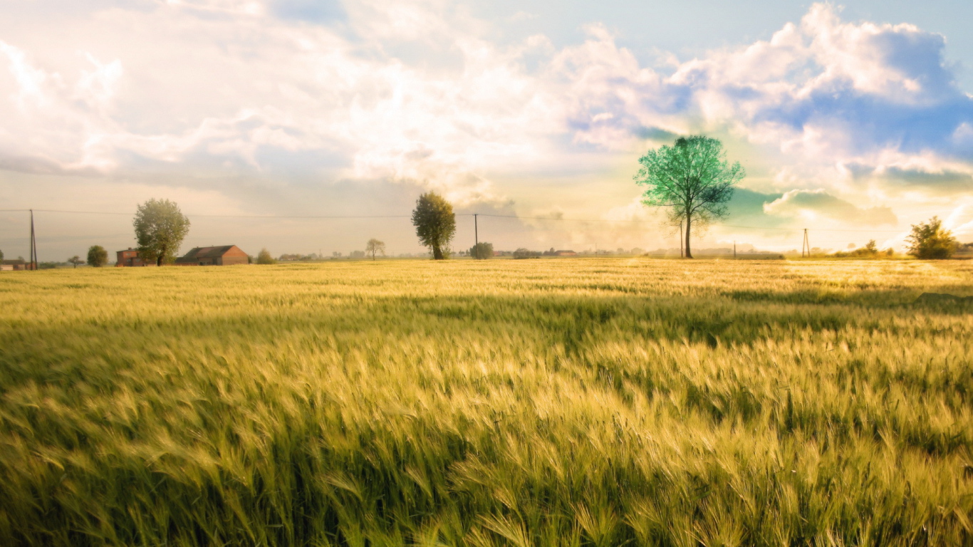 Белые облака над полем