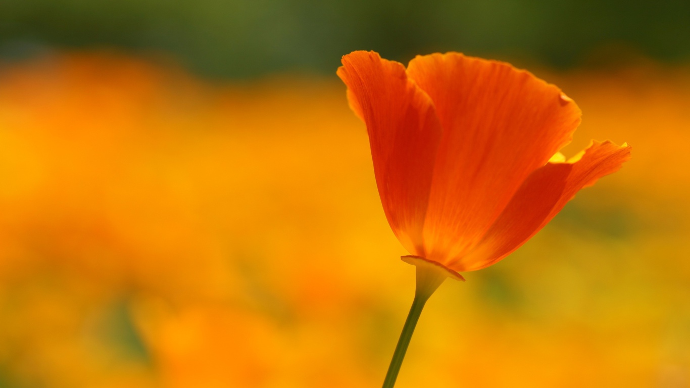 Одинокий красный цветок