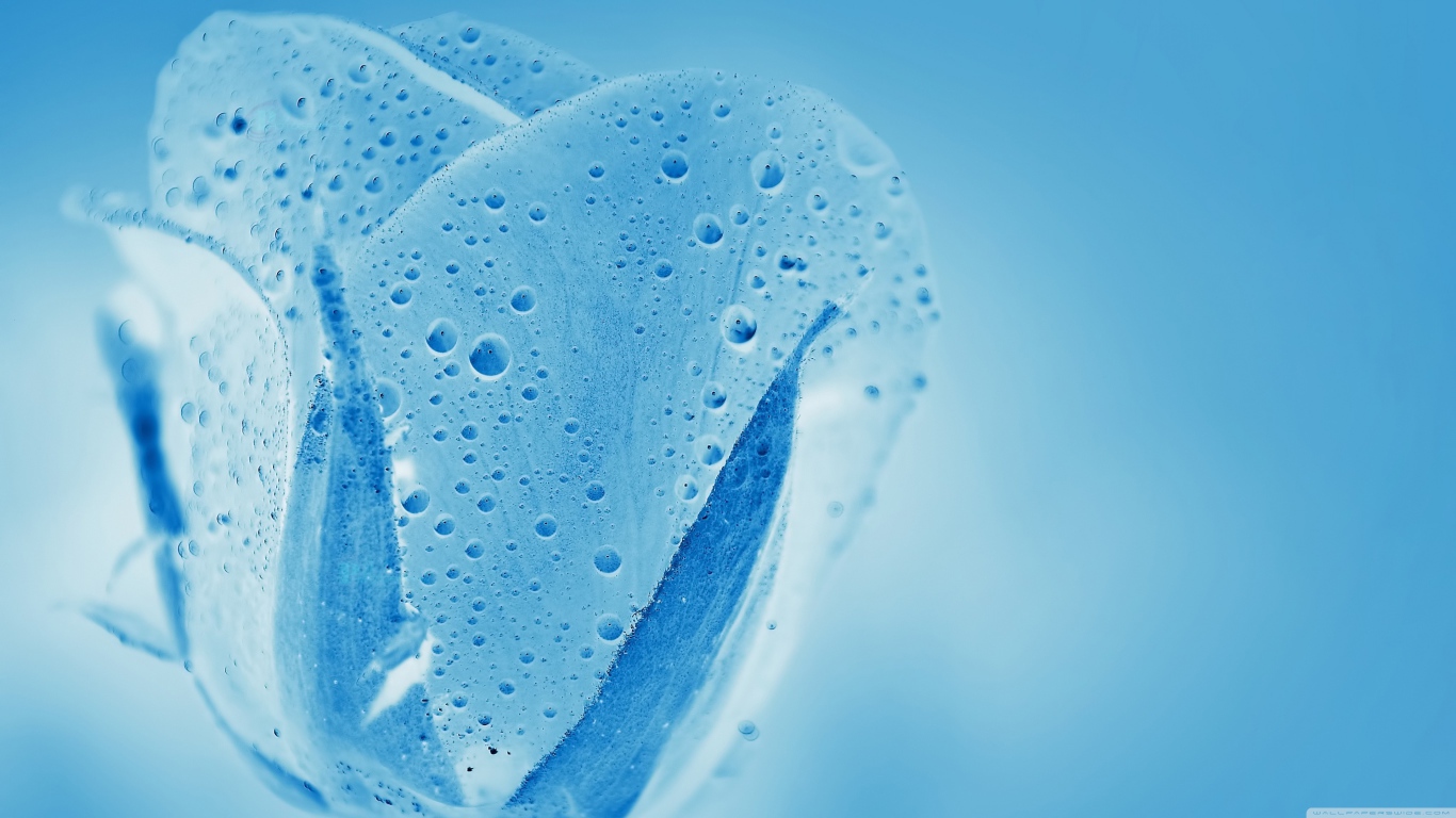 Голубой прозрачный тюльпан