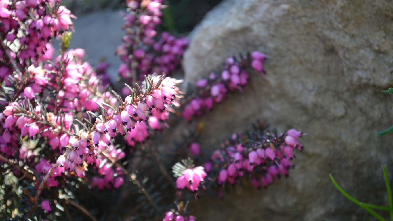 Кисти розовых цветов у камня