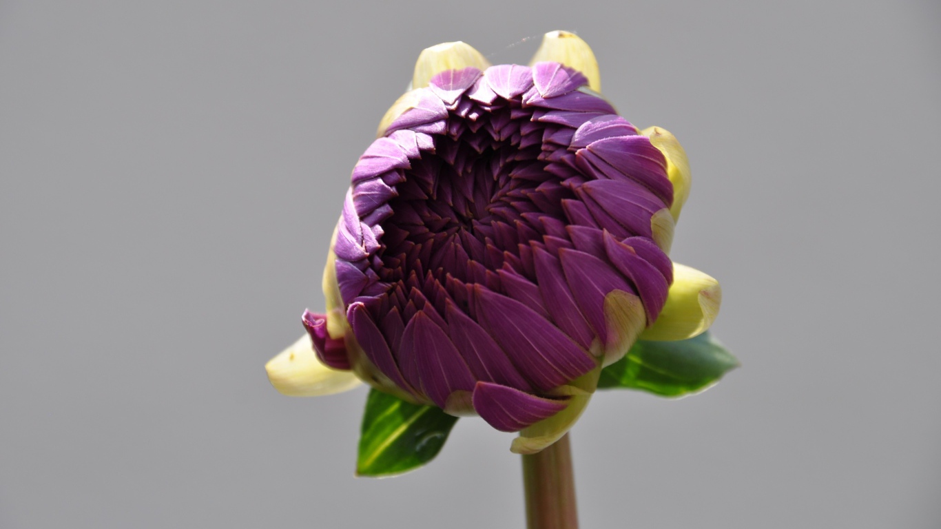 Бутон большого фиолетового цветка на сером фоне