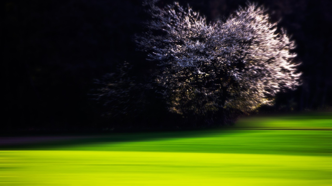 Цветущая вишня на краю зеленого газона