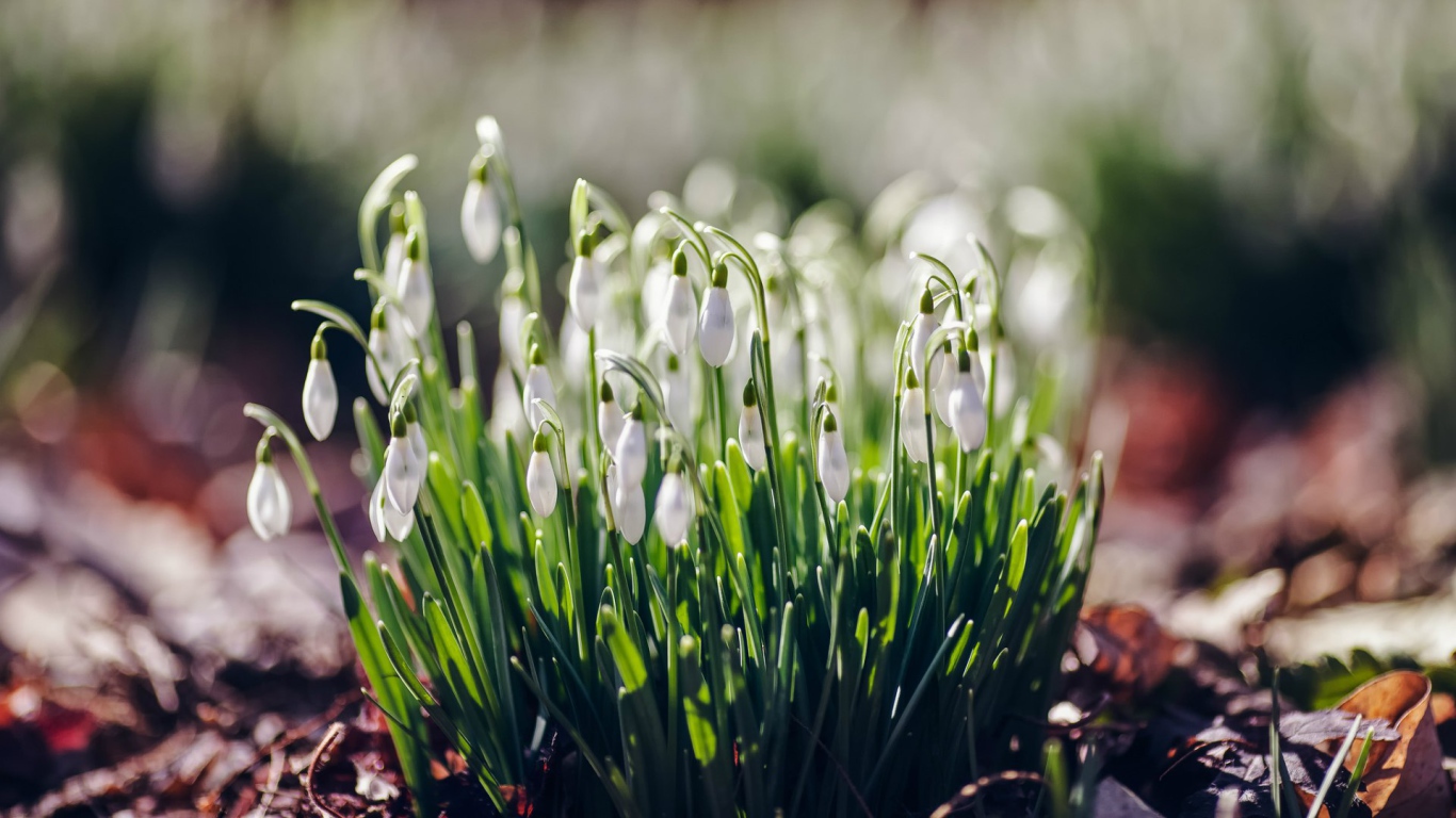 Нежные подснежники Галантус