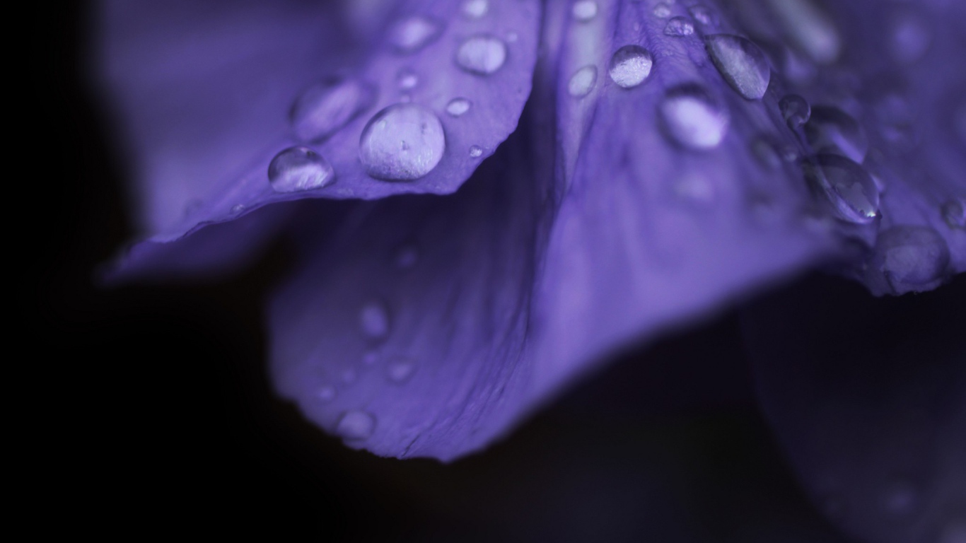 Капли росы на лепестке фиолетового цветка