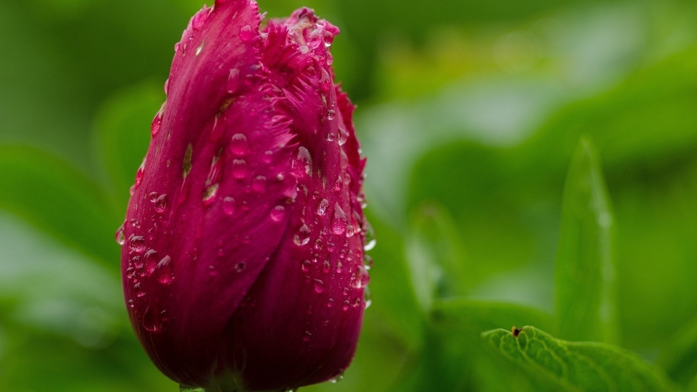 Капли воды на бутоне тюльпана