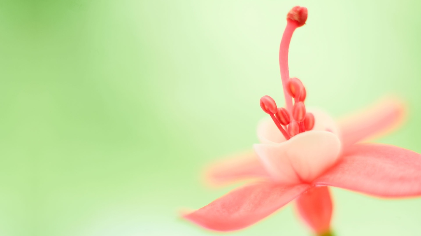 Тычинка розового цветка