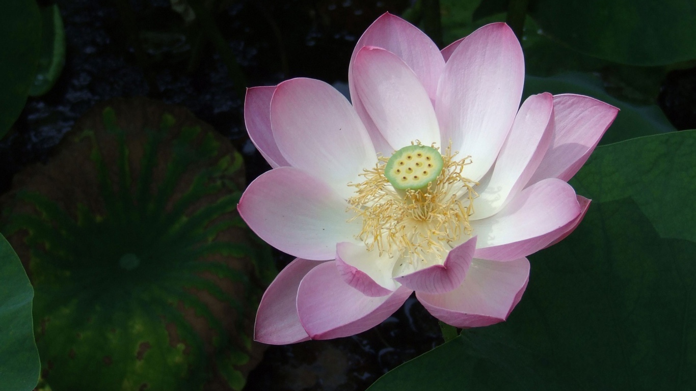 Розовая лилия на воде