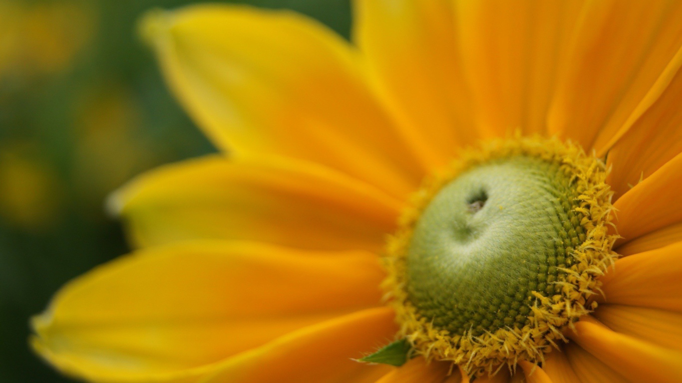 Пыльца внутри желтого цветка