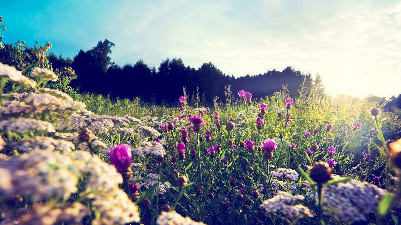 Фиолетовые цветы среди камней