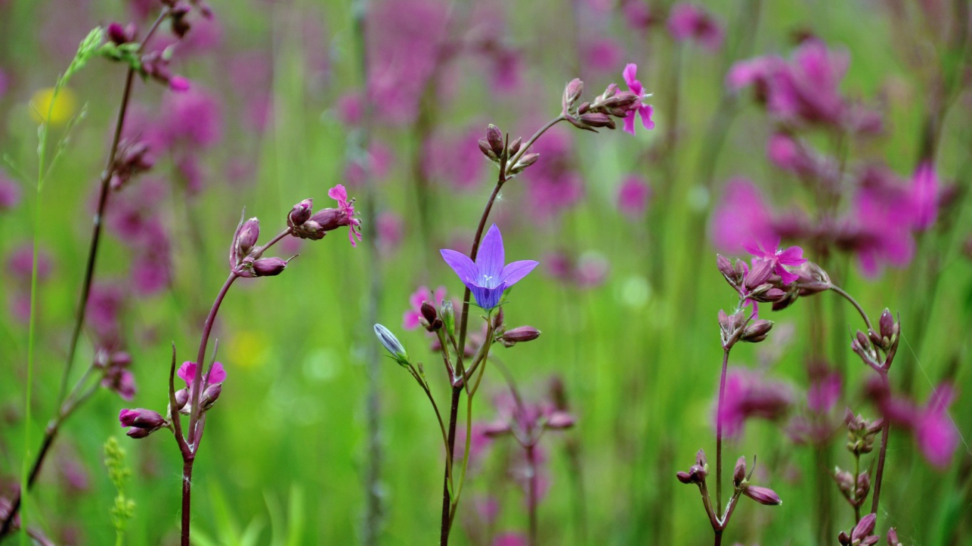 Весенние полевые цветы