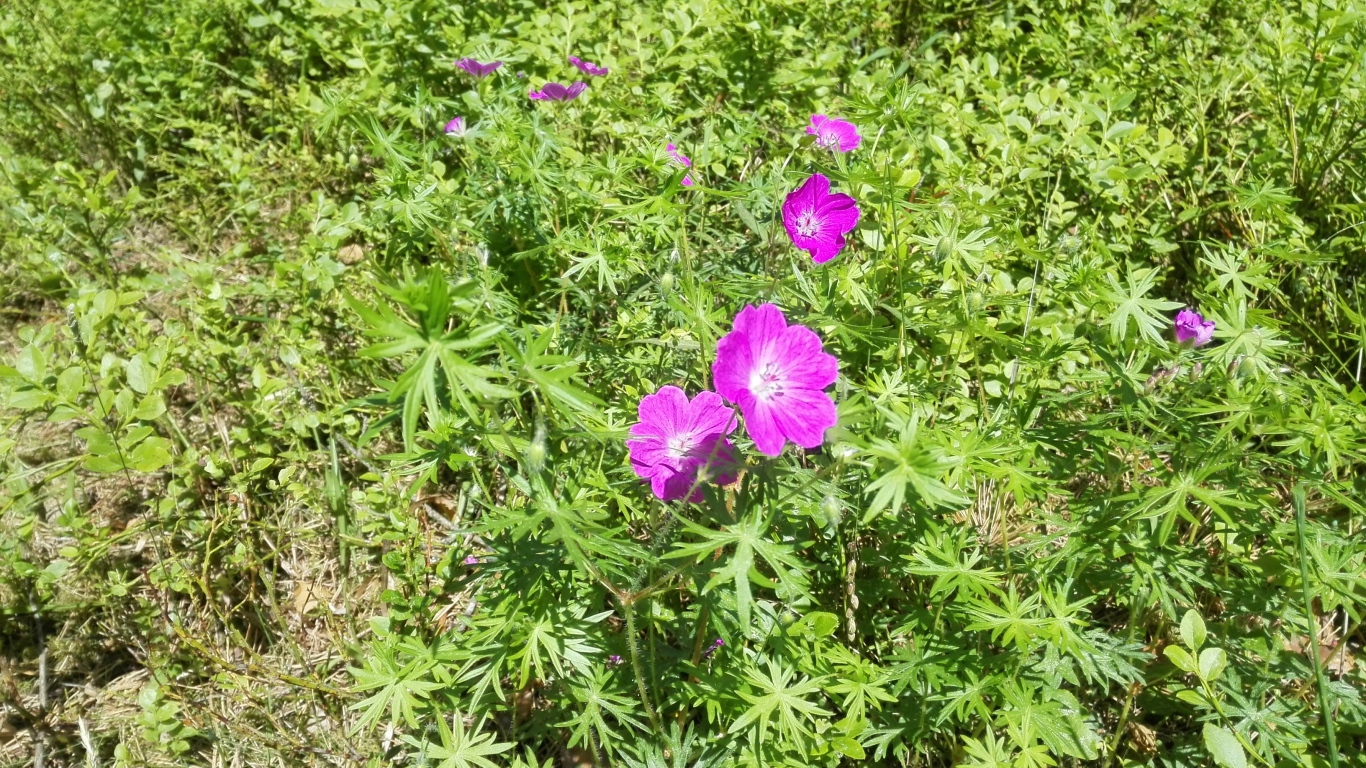 Летние цветы в зеленой траве