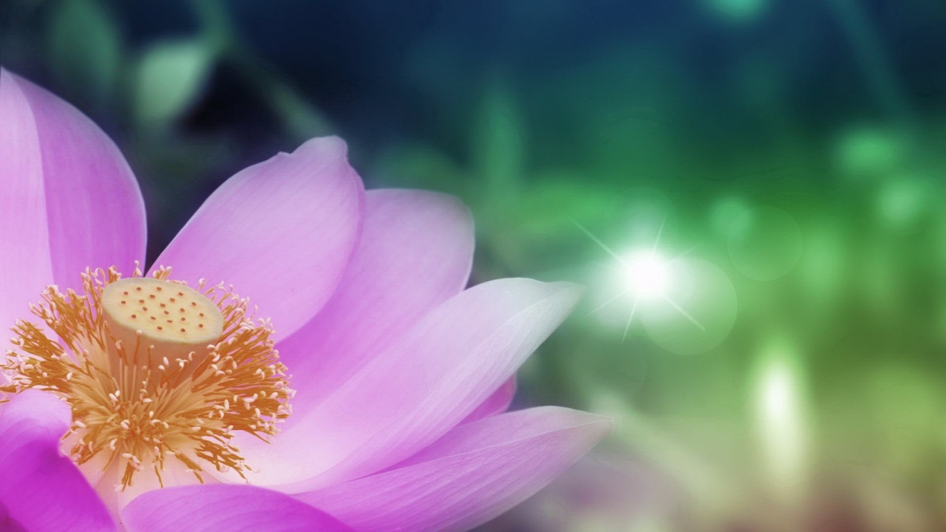 Сердцевина светло фиолетового цветка