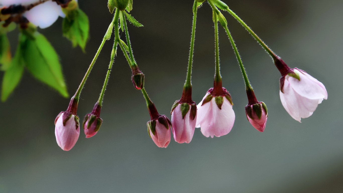 Две кисточки распускающихся цветов сакуры
