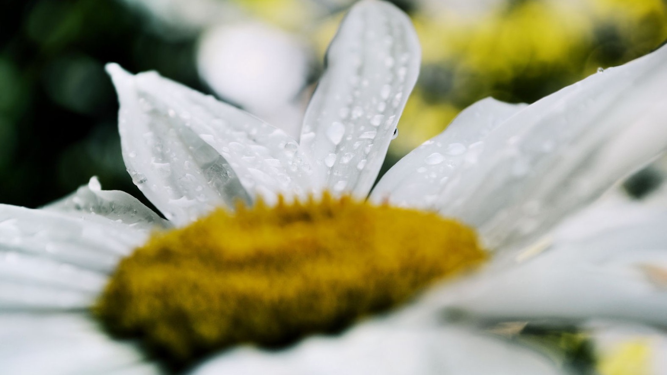 Белая ромашка после дождя