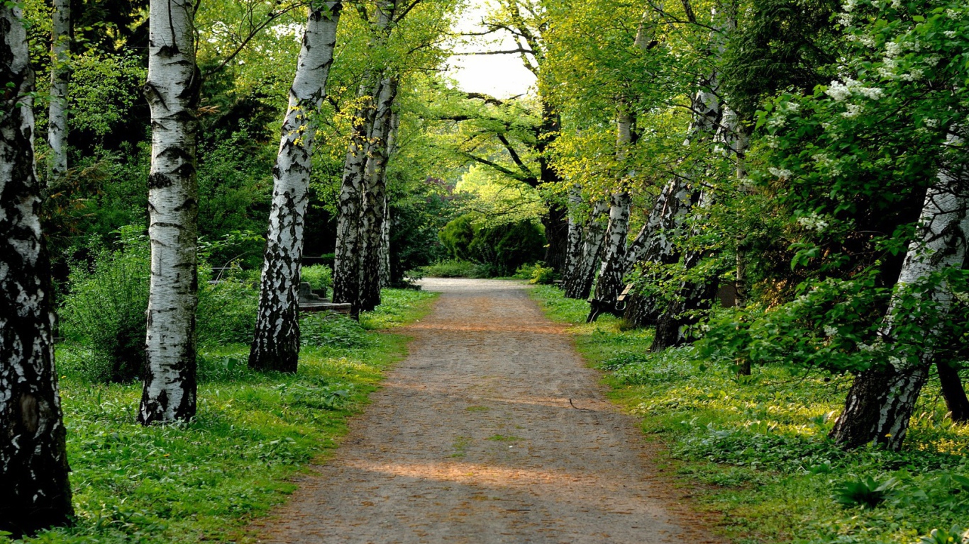 Аллея в березовой роще