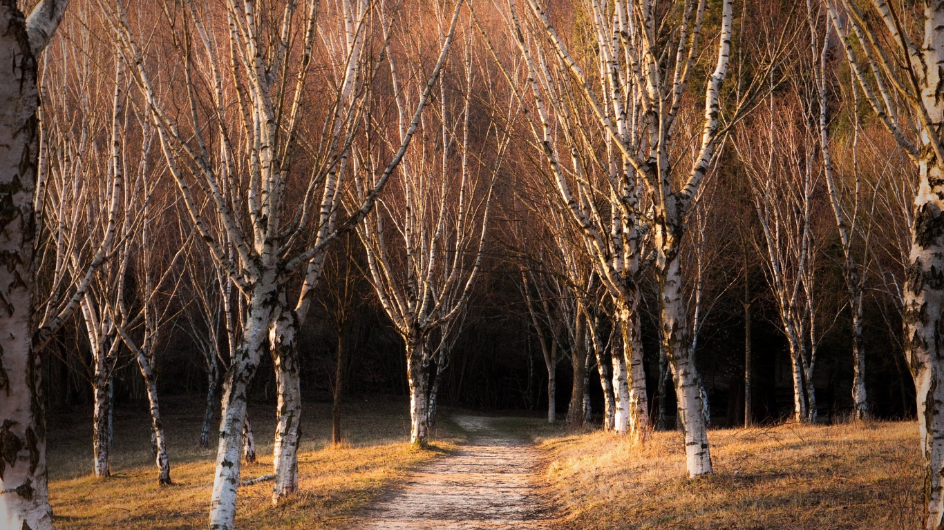 Голые деревья в березовой роще