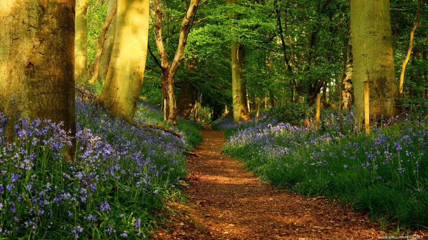 Голубые цветы по обочинам тропы в лесу