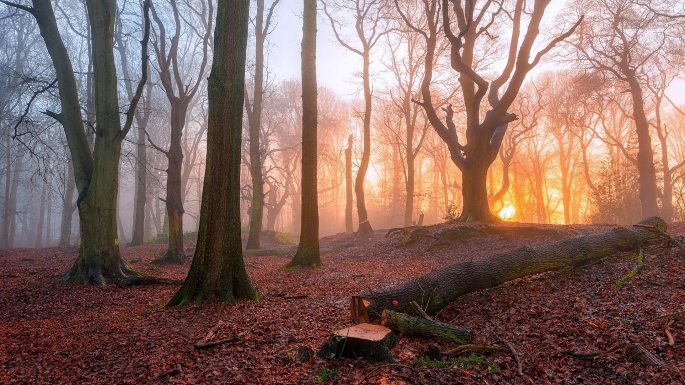 Спиленное дерево в лесу