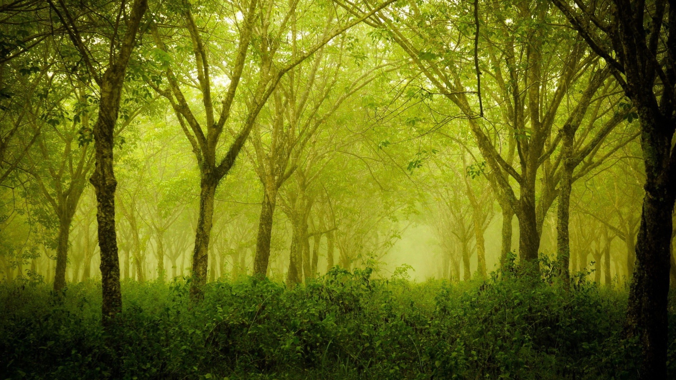 Зеленая дымка в лесу