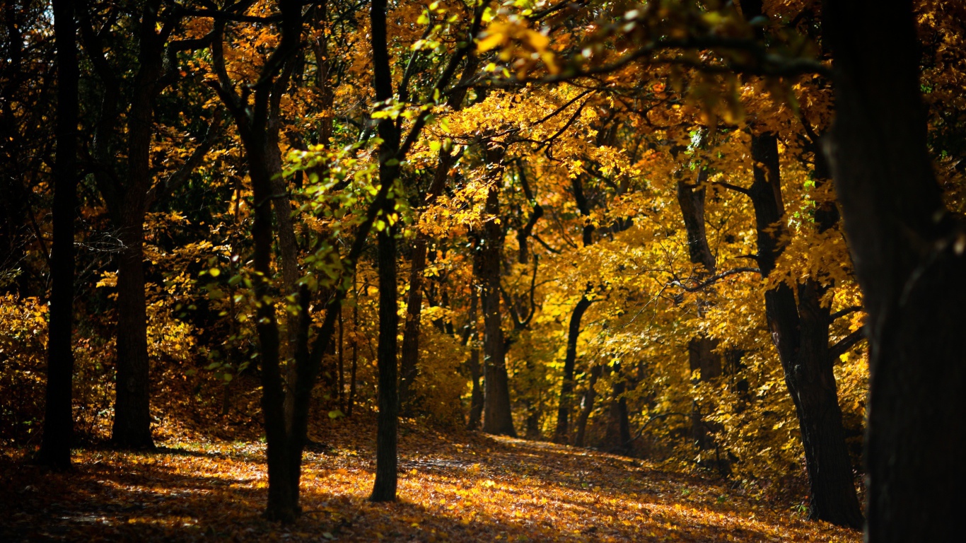 Усыпанная опавшими листьями дорожка в лесу