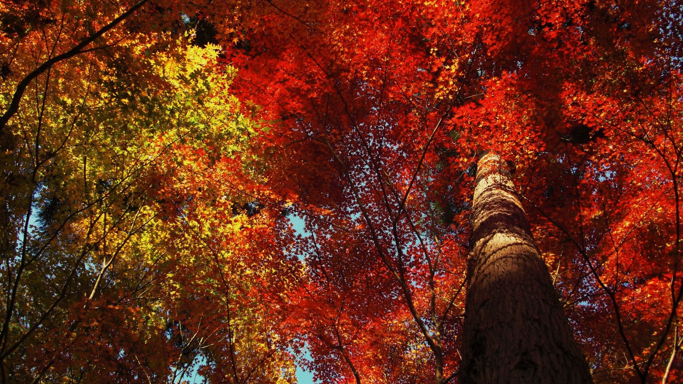 Высокое дерево в осеннем лесу
