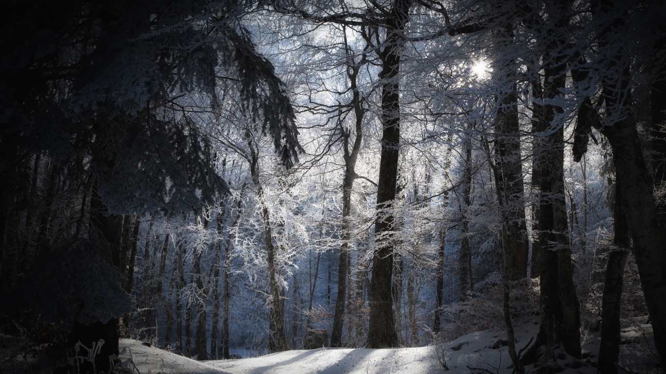 Лучи солнца в заснеженном лесу