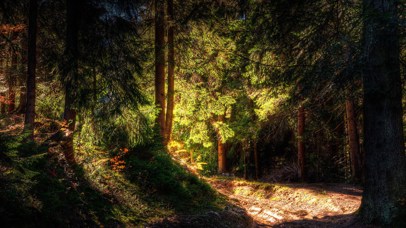 Лучи солнца в дремучем лесу