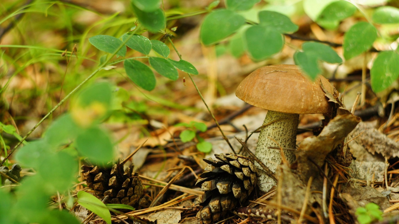 Шишки лежат рядом с грибами