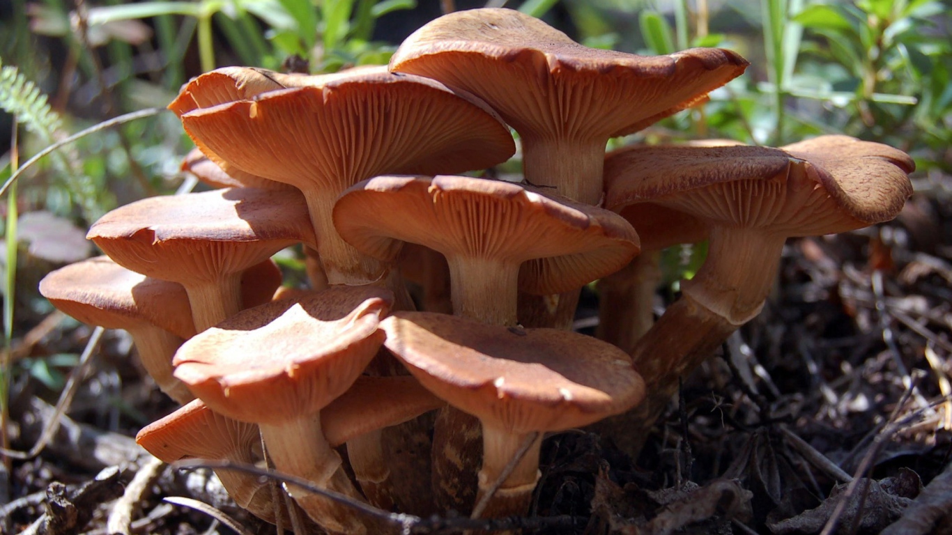 Семья грибов из грибницы