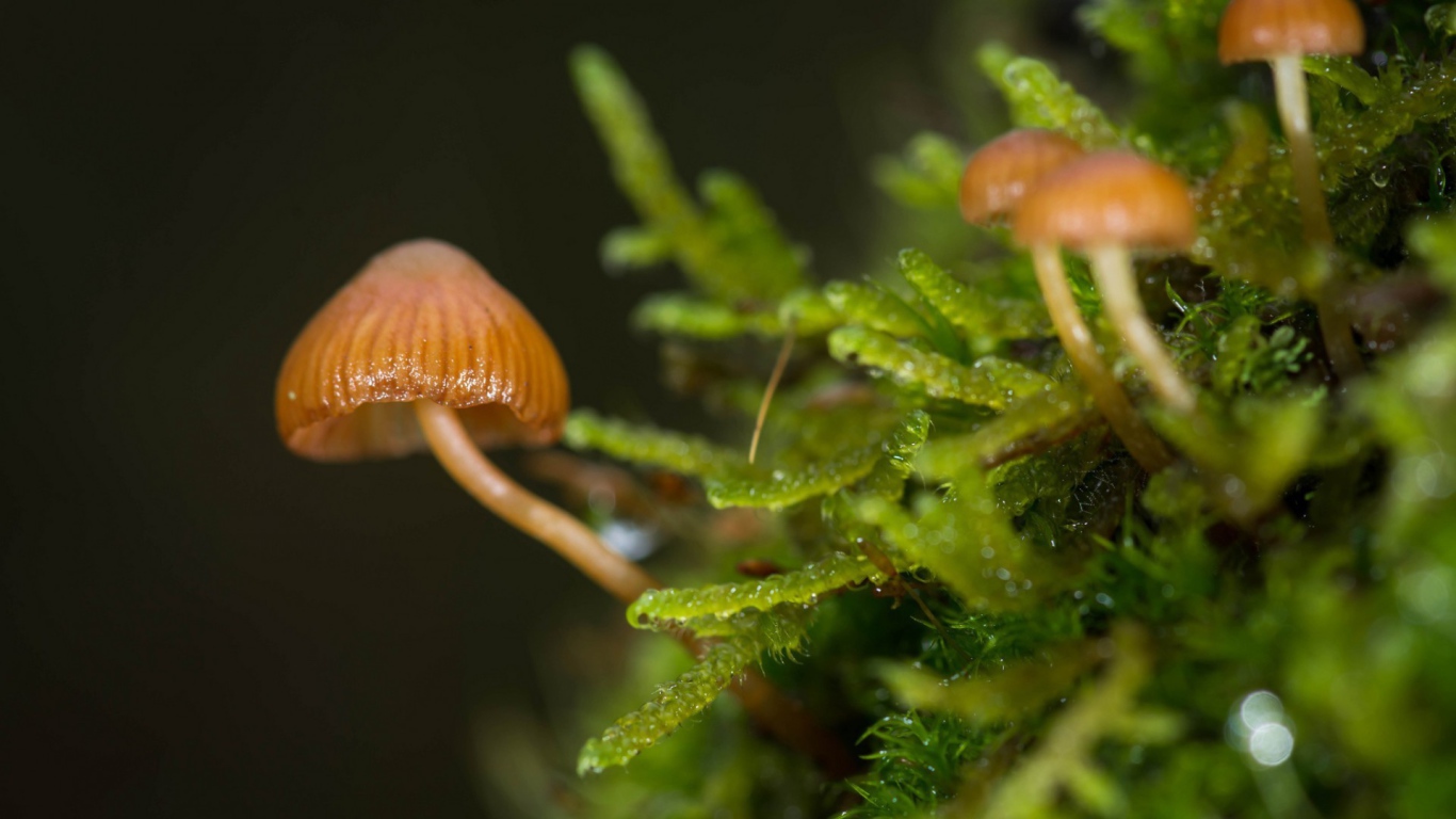 Макрофото маленьких грибов