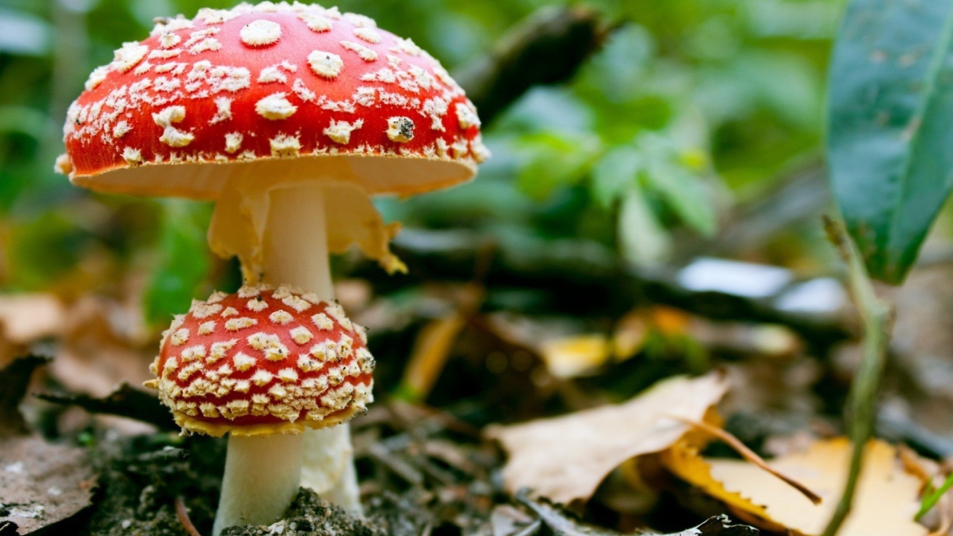 Маленький мухомор под шляпкой большого