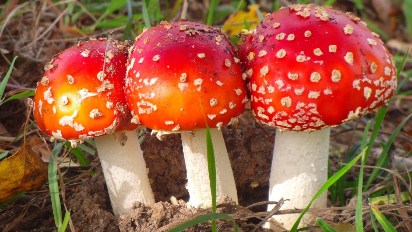 Три красных мухомора в лесу