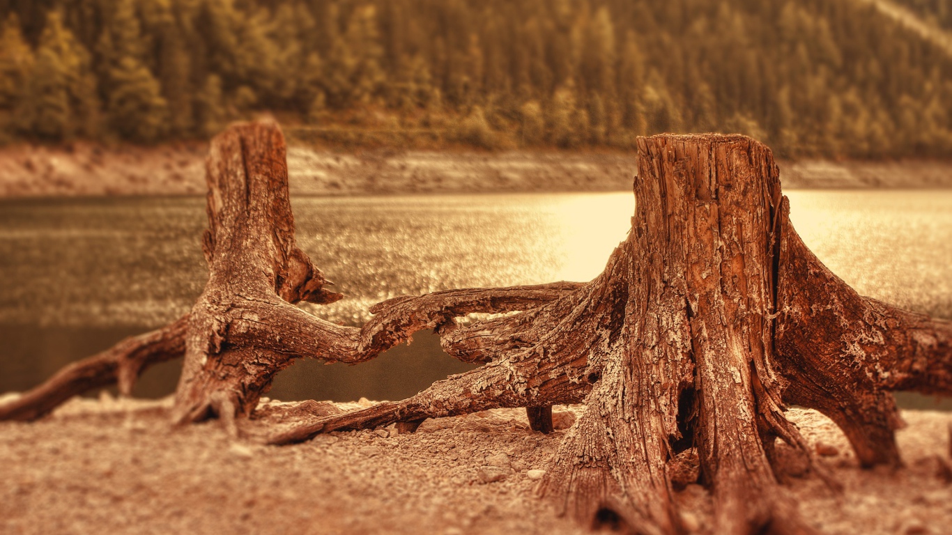 Два пенька у воды